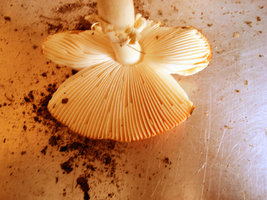 Amanita talvez 03.JPG