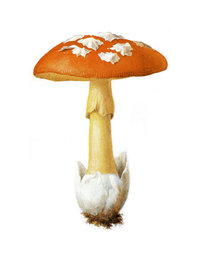 Amanita caesarea.jpg