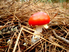 DSC040971.jpg