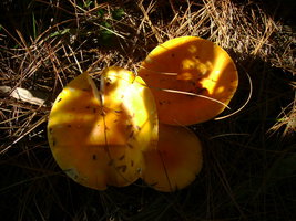 DSC00856.JPG