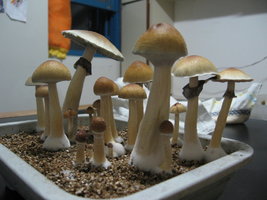 2008-06-14 - 00h06min.jpg