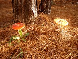 Amanita Muscaria 2.JPG