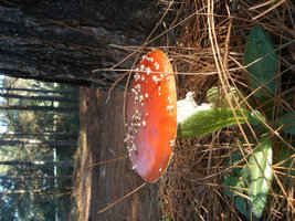 Amanita Muscaria 3.JPG