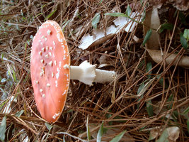 Amanita Muscaria 8.JPG