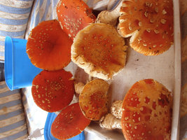 Amanita Muscaria 10.JPG