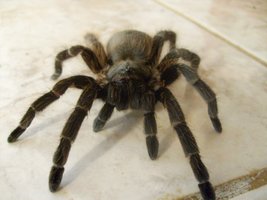 ARANHA2.jpg