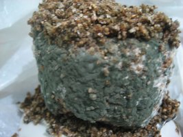 Contaminação 1.jpg
