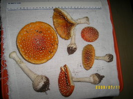 100_2801.JPG