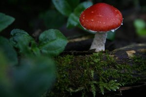 IMG_0138.JPG