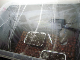 IMG_4252b.jpg