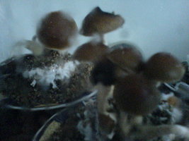 DSC00155.JPG