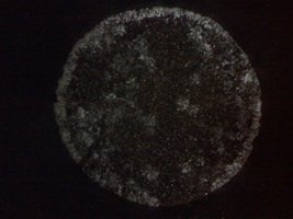 balde 2 30-07.jpg