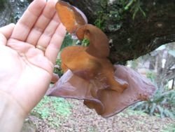 Auricularia auriculata-gigante.jpg