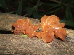 Tremella sp(comestível).jpg