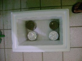 bolos na incubadora.JPG