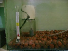 terrario 2.JPG