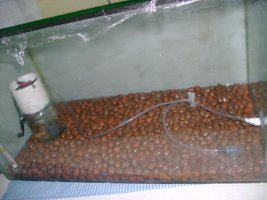 terrario 3.JPG