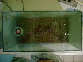 terrario 5.JPG