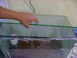 terrario 6.JPG