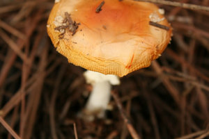 img1.JPG