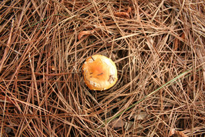 img4.JPG