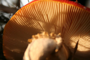 img20.JPG
