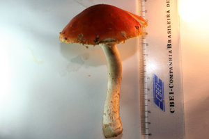 img32.JPG
