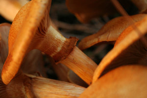 img30.JPG
