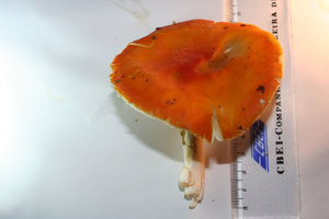 img34.JPG