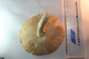 img37.JPG