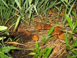 Conocybe sp.JPG