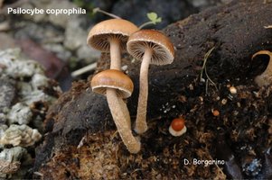 Psilocybe_coprophila_2.jpg