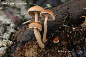 Psilocybe_coprophila_2.jpg