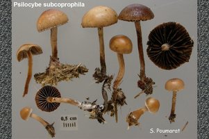 Psilocybe_subcoprophila_1.jpg