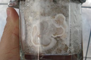 DSC01313 (Large).JPG
