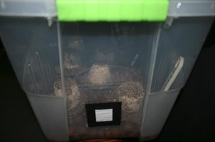 terrario_set_001.jpg
