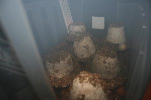 terrario_set_003.jpg