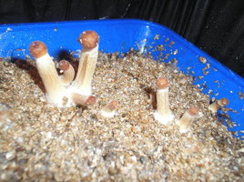 verticillium.jpg