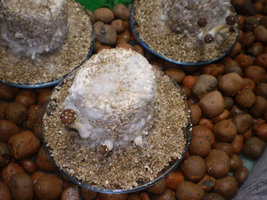 cogus 005.jpg
