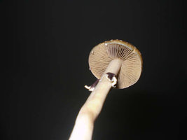 cogus 012.jpg