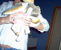 MEX gigante.jpg