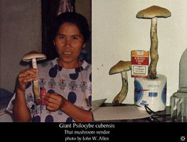 psilocybe_cubensis11.jpeg