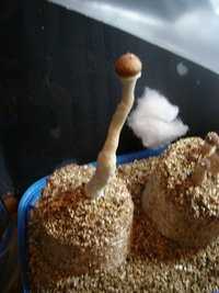 1º pin 3.JPG