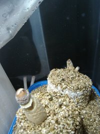 Pins e pinto.JPG