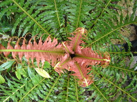 Blacknum brasiliensis.JPG