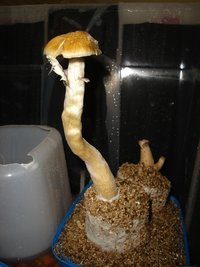 Monstro 01-10.JPG