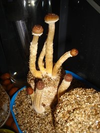 Casal 02.JPG