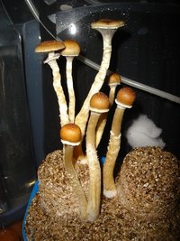 Casal 03.JPG