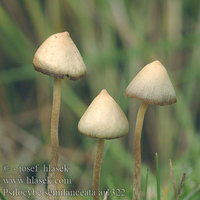 psilocybe_semilanceata_aj1322.jpg