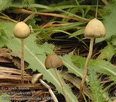 psilocybe_semilanceata_a5988.jpg